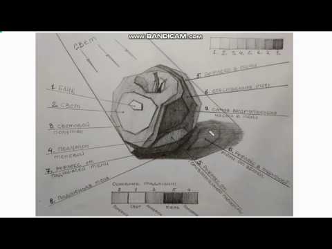 Видео: Академический рисунок яблока