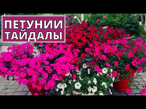 Видео: Любимые ПЕТУНИИ серии ТАЙДАЛЫ. Особенности выращивания