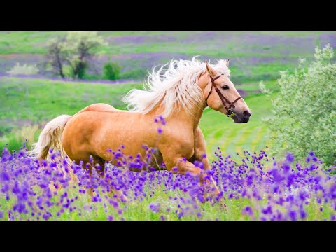 Видео: Нежная музыка, успокаивает нервную систему и радует душу - лечебная музыка для сердца и сосудов #173