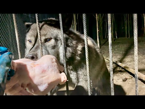 Видео: Волк АКЕЛА сожрал курицу за рекордное время. Груминг собак с волчьей кровью в домашних условиях.