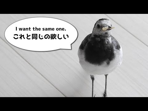 Видео: Летние трясогузки – такие привередливые!