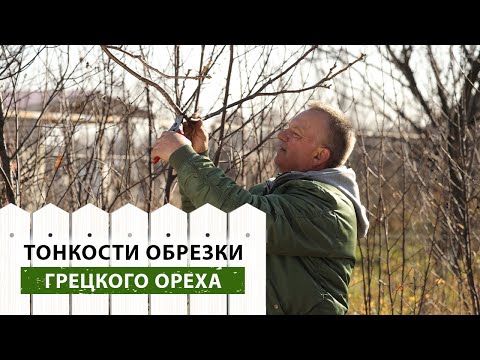 Видео: Обрезка грецкого ОРЕХА. Что НУЖНО ЗНАТЬ?