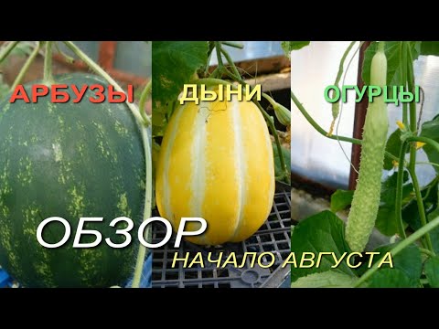 Видео: Обзор ОГУРЦОВ, АРБУЗОВ и ДЫНЬ на начало августа.