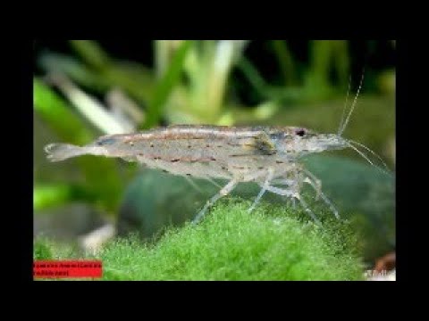 Видео: Креветка Амано. Разведение.