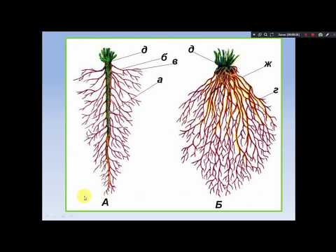 Видео: Підготовка до ЗНО 2019. Коренева система