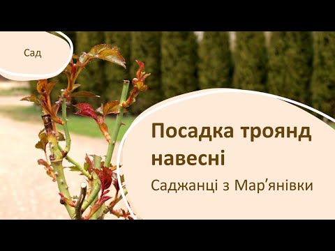 Видео: Як висаджувати троянди навесні. Огляд троянд з Мар'янівки