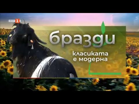 Видео: Селски кмет, който не може без стадото си карнобатски овце - "Бразди", 25.11.2023 г.