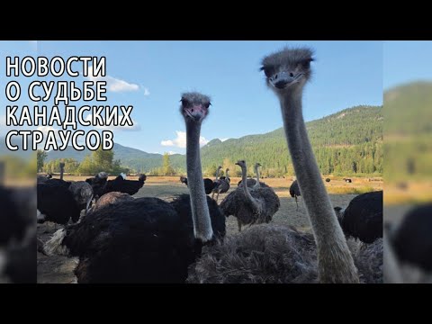 Видео: НОВОСТИ О СУДЬБЕ СТРАУСОВ