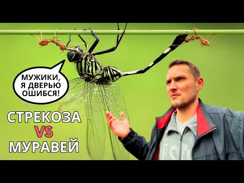 Видео: О стрекозах и муравьях. Альтернативная мораль и актуальные смыслы