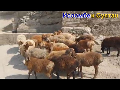 Видео: САВДО ШУДАН РАФТАН Рахмат 🫡2025 г.