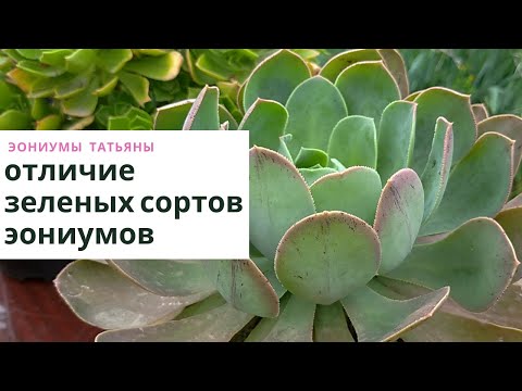 Видео: Чем отличаются зеленые сорта эониумов