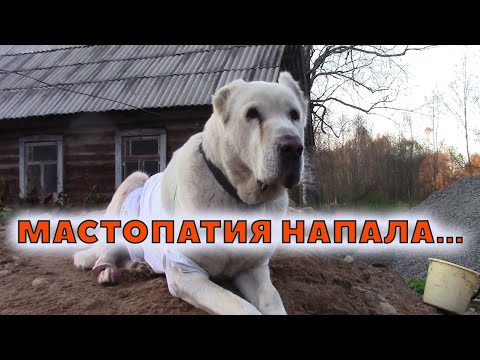 Видео: Алабай. Опухоль. Удаление.