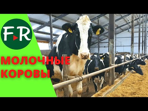 Видео: Содержание коров голштинской породы. Рацион для КРС. Устройство молочной фермы. ООО СП "Донское"
