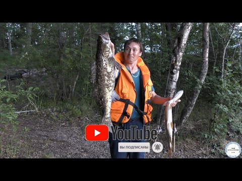 Видео: рыбалка на Ладоге, поймали трофейную рыбу🦈,отдых удался🔥👍, #ладожскиешхеры, #ладога, #карелия
