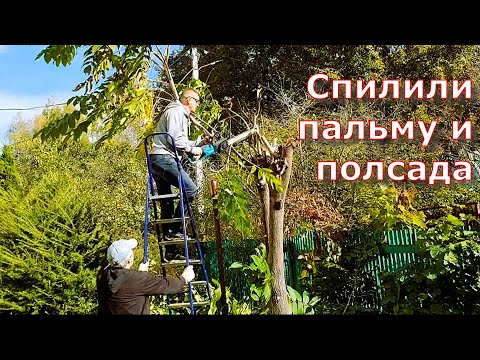 Видео: Осенняя дача: семья, большой урожай и белка в саду
