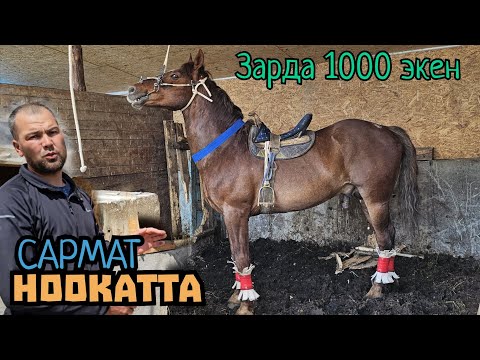 Видео: Ноокаттын балбандары ЧАПКАН САРМАТ АТАТ ЭКЕН ГО