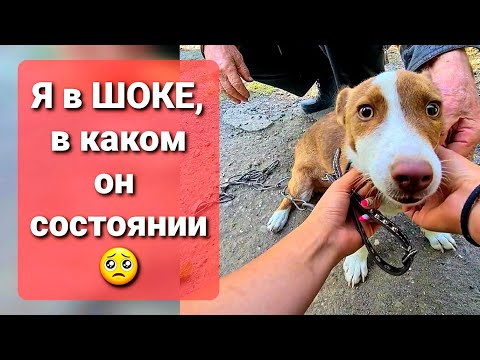 Видео: Проведала щенка, которого отдала в Добрые руки почти пол года назад.