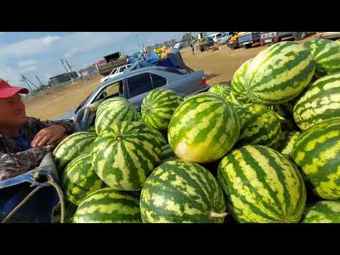 Видео: Рынок. Соль-Илецк арбуз 🍉 2руб.50к.@ЧетыресезонаРомановых