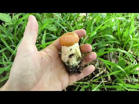 Видео: Грибалочка за подосиновиками в лес