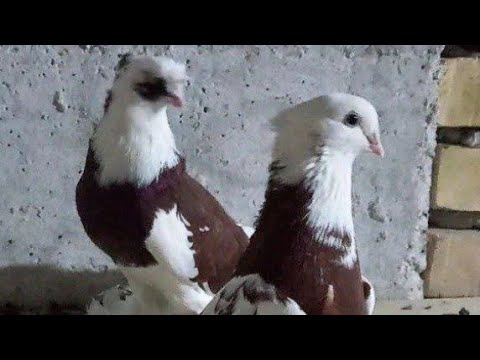 Видео: Андижанский Високо Летные Бойни Голуби