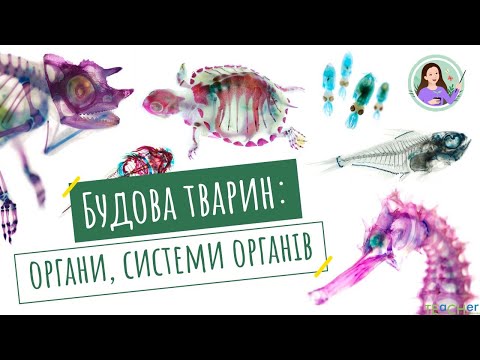 Видео: Будова тварин: органи, системи органів