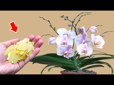 Видео: Всего 1 тонкий срез! Орхидея сразу же пускает корни и цветет тысячами цветов!