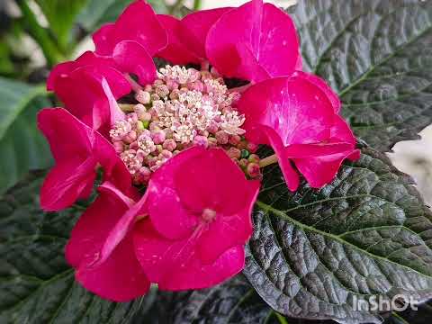 Видео: Каталог сортов крупнолистных гороензий 🌺🌿😍