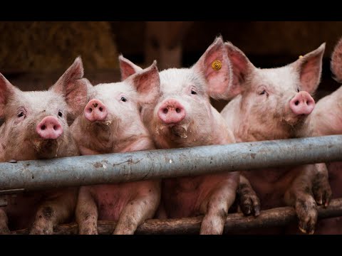 Видео: 🆗ПОЧЕМУ перешёл с🐗 ВЬЕТНАМСКИХ на🐷 КРУПНЫХ свиней ‼️ ПЛЮСЫ и МИНУСЫ  обеих ПОРОД