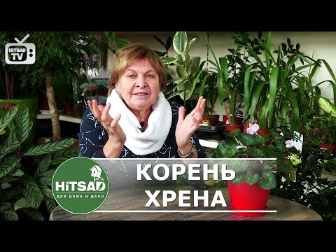 Видео: Есть повод посадить хрен | Корень хрена на зиму