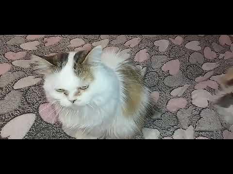 Видео: СТЕША И ТИША РЯДЫШКОМ!😺💋ВОЛШЕБНОЕ ПЕРЫШКО!🪶🩷