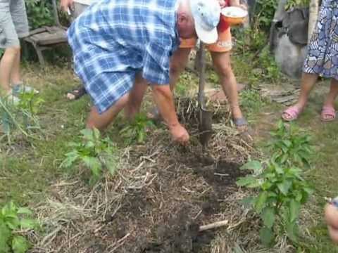 Видео: Б.А.Бублик Мастер-класс по посадке картошки, ч2