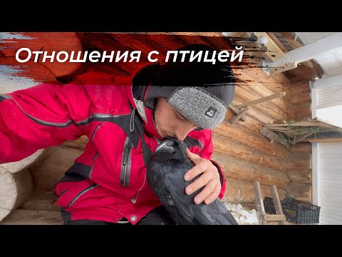 Видео: Ворон катается с крыши / Тест снегоуборочной машинки / Тренировки и нежности с Гошей
