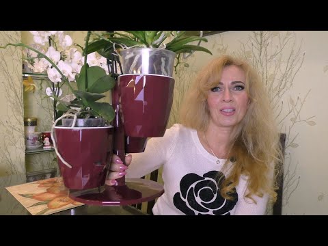 Видео: ЭТА ОРХИДЕЯ ТЕПЕРЬ У МЕНЯ ЕСТЬ! после обзора без покупки НЕ УЙТИ!