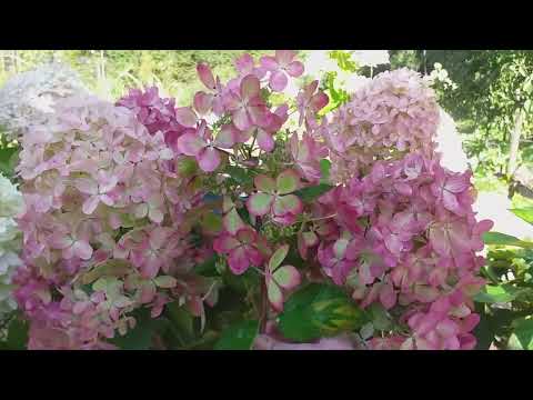 Видео: Сравнение гортензий ПАСТЕЛЬГРИН, МЕТАЛЛИКА и ГРАФФИТИ