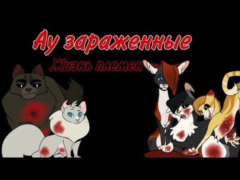 Видео: АУ зараженные, жизнь племен // Пони вирус в котах воителях