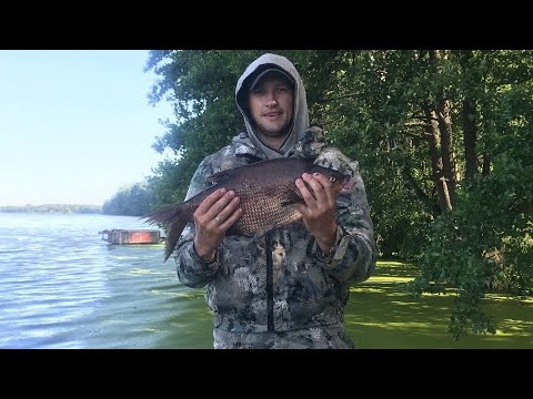 Видео: Поехал ловить карася, а брал лещ ,🔥10кг рыбы. Фидерная рыбалка на  Осиповичском водохранилище.