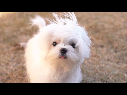 Видео: Давай поиграем со мной.