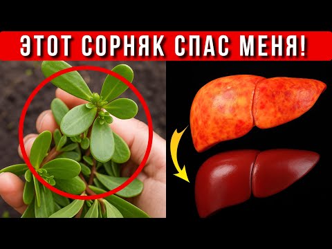 Видео: ОБ ЭТОМ МОЛЧАТ ВРАЧИ! Портулак - сорняк, который лечит давление, печень и сердце!