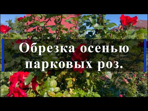 Видео: Обрезка осенью парковых роз.