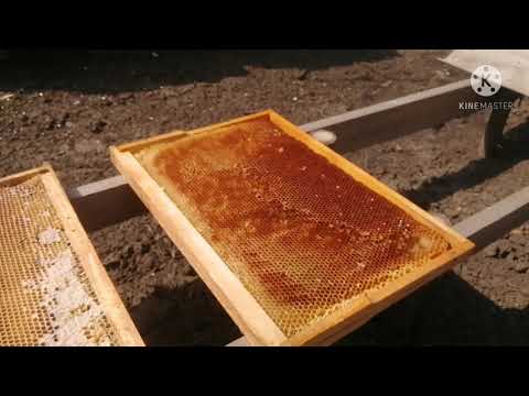 Видео: Расплод  на 9 Апреля 🐝 Тикай, беги, злые пчелы😂😂😂