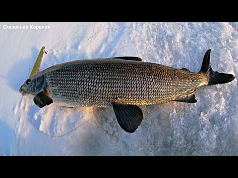 Видео: Решил поймать сига и вот, что из этого вышло! Рыбалка на Онежском озере - Сиг по-карельски!