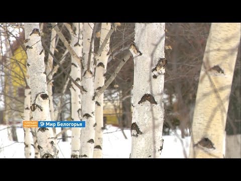 Видео: «Сельский порядок». Тишанка Волоконовского района (20.02.2019)