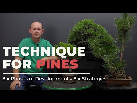Видео: Основные техники создания бонсай из японской черной сосны