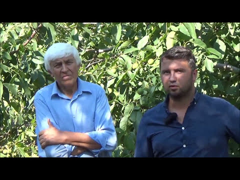 Видео: Потенциал молдавских сортов грецкого  ореха на примере сада Дмитрия Коноваля (Agro Nuts)