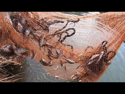 Видео: Первый заброс кастинговой сети порадовал