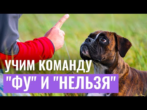 Видео: ЗАЩИТИТЕ ПИТОМЦА ОТ ОПАСНОСТЕЙ! Как научить собаку команде "ФУ" или "НЕЛЬЗЯ" ?