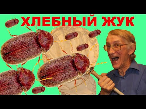 Видео: Как Избавиться от Хлебного Точильщика, или Аптечного Жука, Stegobium paniceum (Anobiidae)?