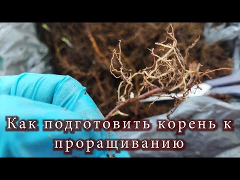 Видео: Как посадить корень малины. Часть 2