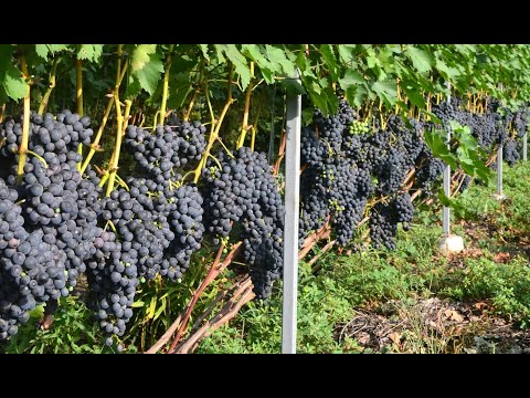 Видео: Мій технічний виноградник.