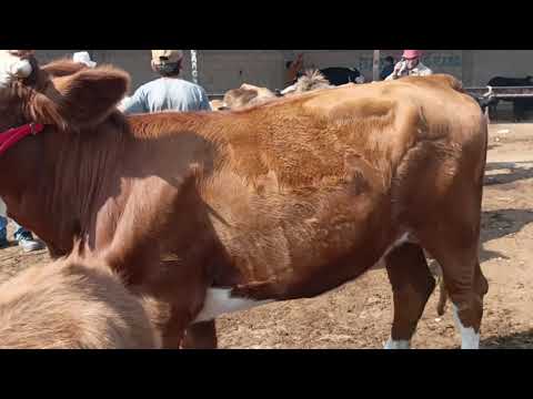 Видео: Говмолбозори хочи Шариф нархунавой молхо24 октября 2025 г.